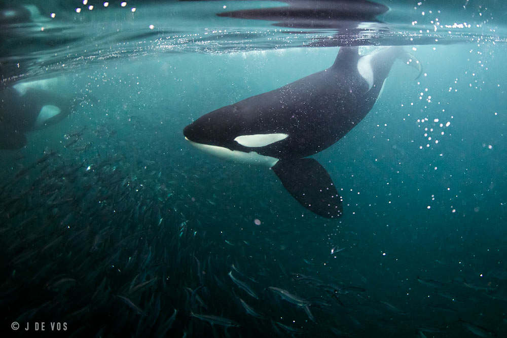 Orca & Humpback Whales – Arctic Freediving