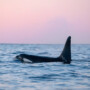 Orca ID Project in Norway