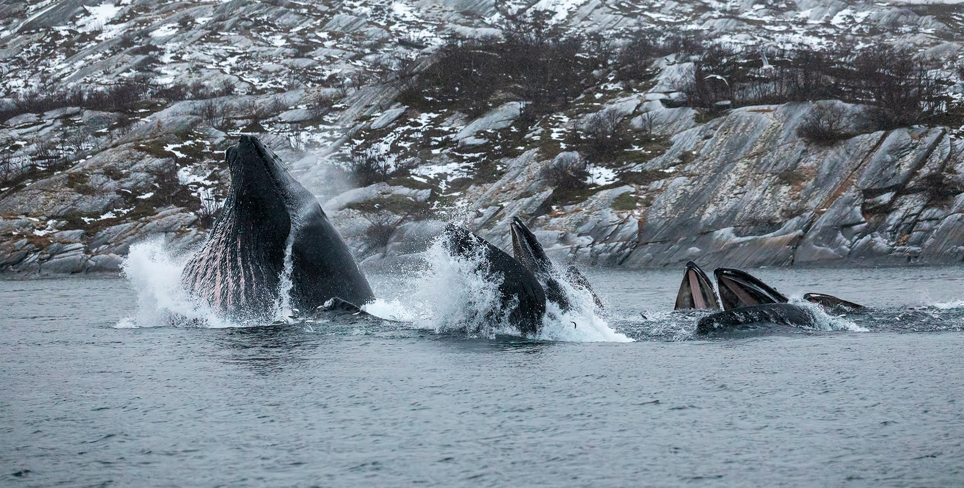 Humpbacks Lunge Feed